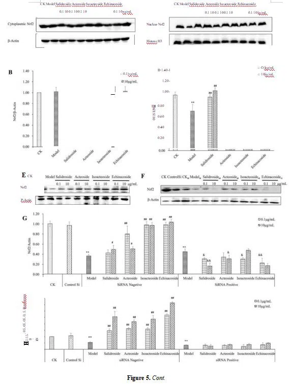 Figure 5. Protective effect of PhGs on Nrf2 in H2O2-treated PC12 cells. Figure 5. Protective effect of PhGs on Nrf2 in H2O2-treated PC12 cells.