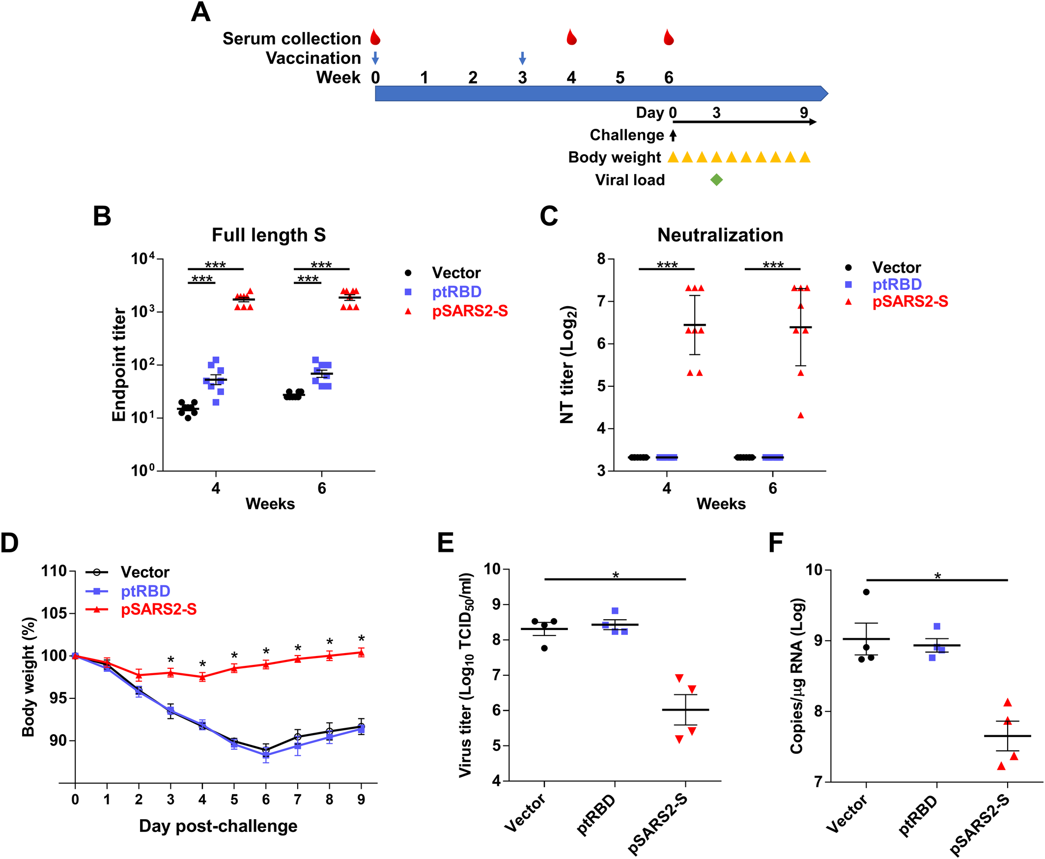Fig 6. Prophylactic efficacy of SARS-CoV-2 S DNA vaccine in SARS-CoV-2-infected hamsters.  (A) Time course of DNA vaccination and SARS-CoV-2 challenge. Syrian hamsters were intramuscularly immunized twice at a 3-week interval with 100 μg of control, pSARS-S or pSARS2-S, followed by electroporation. Serum samples were collected by retroorbital blood sampling at weeks 4 and 6 after the first immunization. At 4 weeks after the second immunization, Syrian hamsters were intranasally challenged with 105 TCID50 SARS-CoV-2. (B) Antibodies against the SARS-CoV-2 full-length spike protein were evaluated by ELISA. (C) Vaccine-induced neutralizing activity against SARS-CoV-2 was evaluated by neutralization assay. (D) Body weight change (%) of the hamsters was recorded every day after the SARS-CoV-2 challenge. Virus titers (E) and viral RNA copies (F) in the lungs of SARS-CoV-2-infected hamsters at 3 days post-challenge were determined by TCID50 assay and qRT-PCR, respectively. Antibody titers are presented as the mean ± SEM, and neutralization titers are expressed as the geometric mean with a 95% confidence interval. *p<0.05, ***p<0.001 by the Mann-Whitney test.