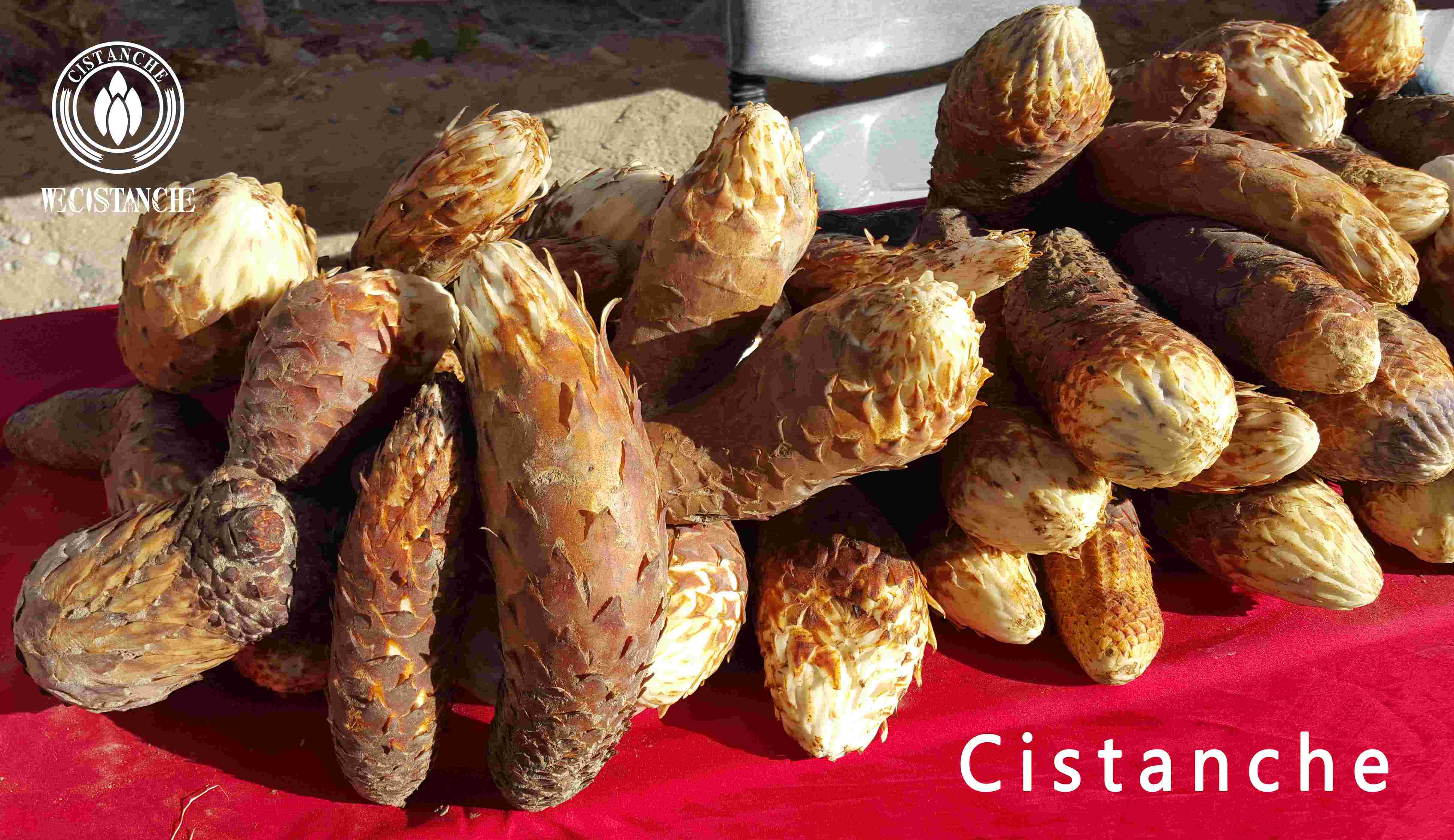 cistanche