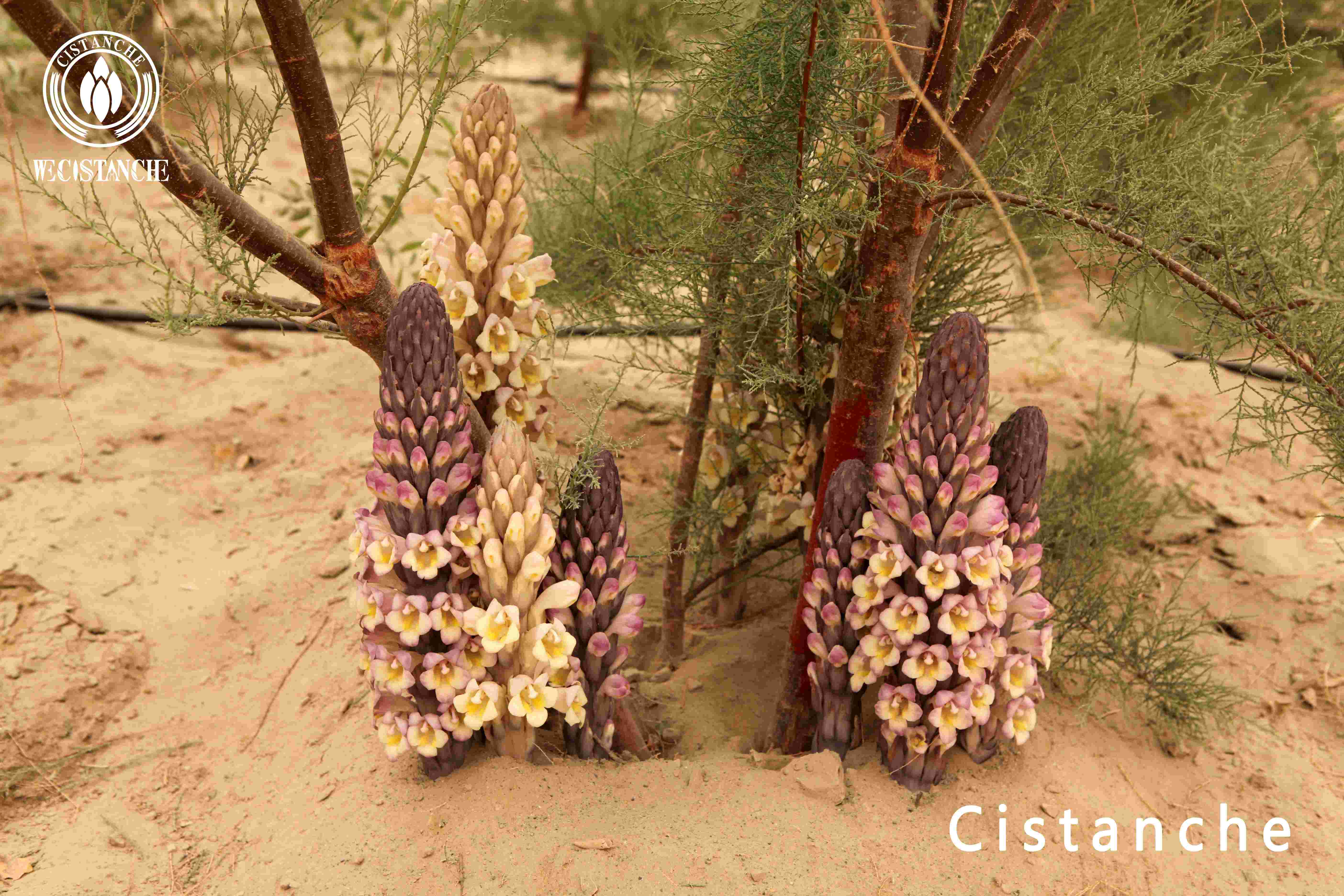 The growth environment of Cistanche