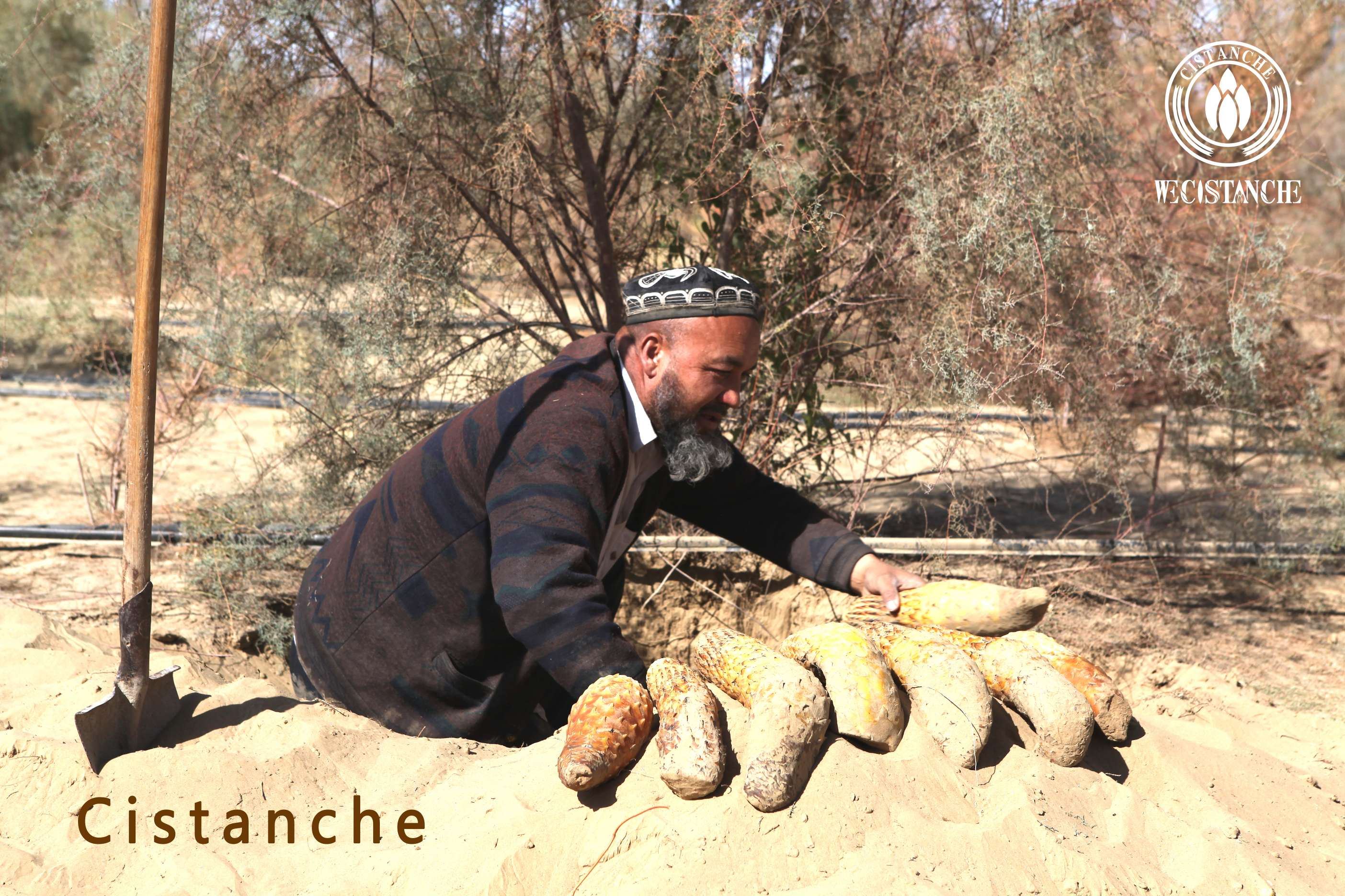 Artificial planting of Cistanche tubulosa