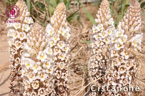 growing situation of cistanche growing situation of cistanche