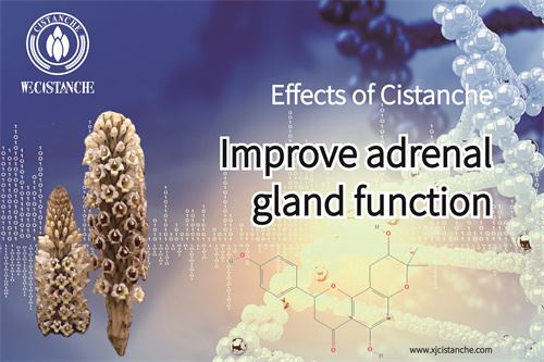 treatment of cancer and fibrosis treatment of cancer and fibrosis