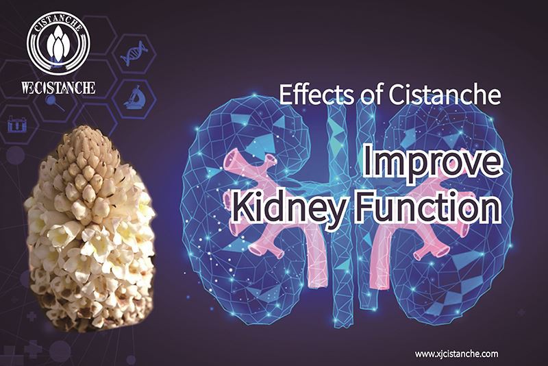 Cistanche for improving kidney function Cistanche for improving kidney function