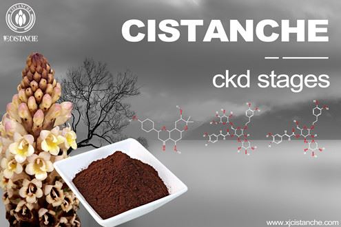 Cistanche-chronic kidney disease