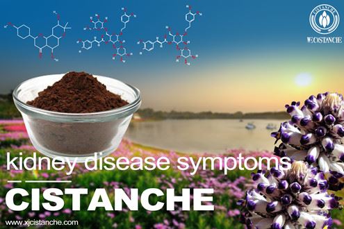 cistanche-chronic kidney disease