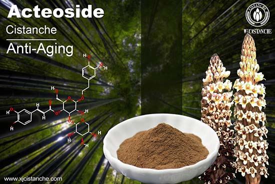 Acteoside in Cistanche tubulosa