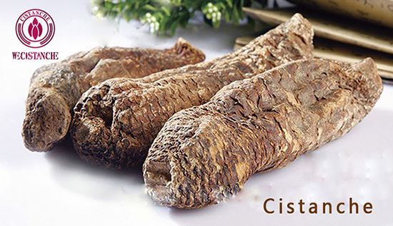 Cistanche tubulosa