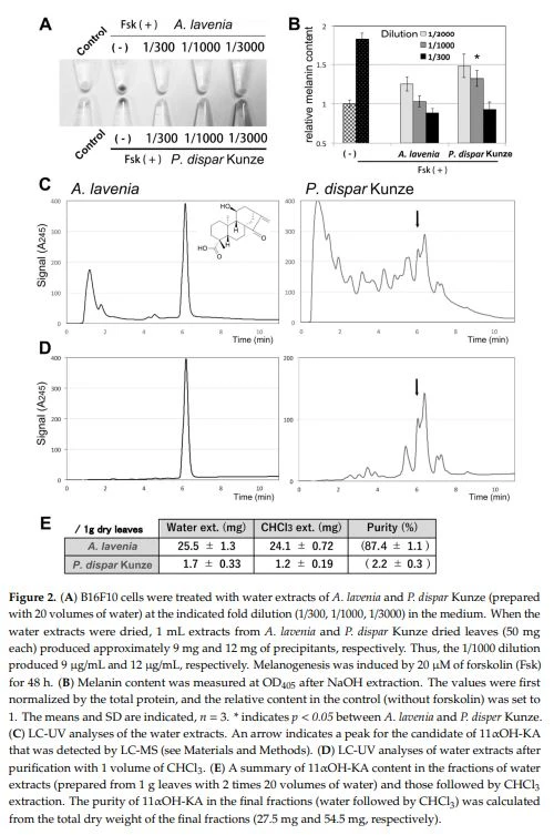 Figure 2. (A) B16F10 cells were treated with water extracts of A. lavenia and P. dispar Kunze (prepared with 20 volumes of water) at the indicated fold dilution (1/300, 1/1000, 1/3000) in the medium Figure 2. (A) B16F10 cells were treated with water extracts of A. lavenia and P. dispar Kunze (prepared with 20 volumes of water) at the indicated fold dilution (1/300, 1/1000, 1/3000) in the medium