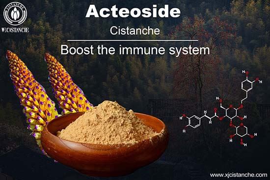 Verbascoside in Cistanche has the effect of Anti-inflammatory and improve immunity Verbascoside in Cistanche has the effect of Anti-inflammatory and improve immunity