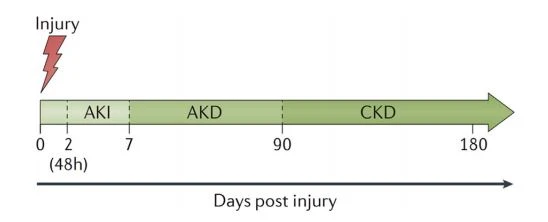 Figure 1. The spectrum of acute kidney injury (AKI), acute kidney disease (AKD), and chronic kidney disease (CKD). Acute kidney injury, AKD, and CKD can form a spectrum of diagnoses in which the initial kidney injury can potentially lead to the development of CKD. Acute kidney injury describes a process of damage, loss of kidney function, or both for 7–90 days after exposure to an AKI initiating event. For patients with preexisting CKD, the AKI event can be superimposed on CKD, with AKD existing on a background of CKD. Patients who experience AKD with preexisting CKD are probably at high risk for kidney disease progression.