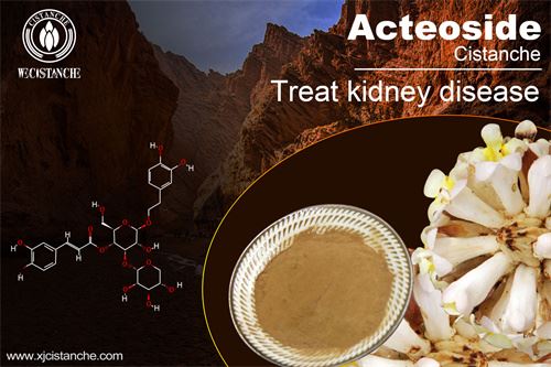 Cistanche deserticola prevents kidney disease