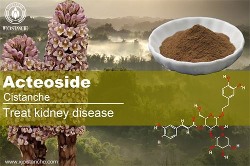 cistanche treat kidney diseases and improve kidney function