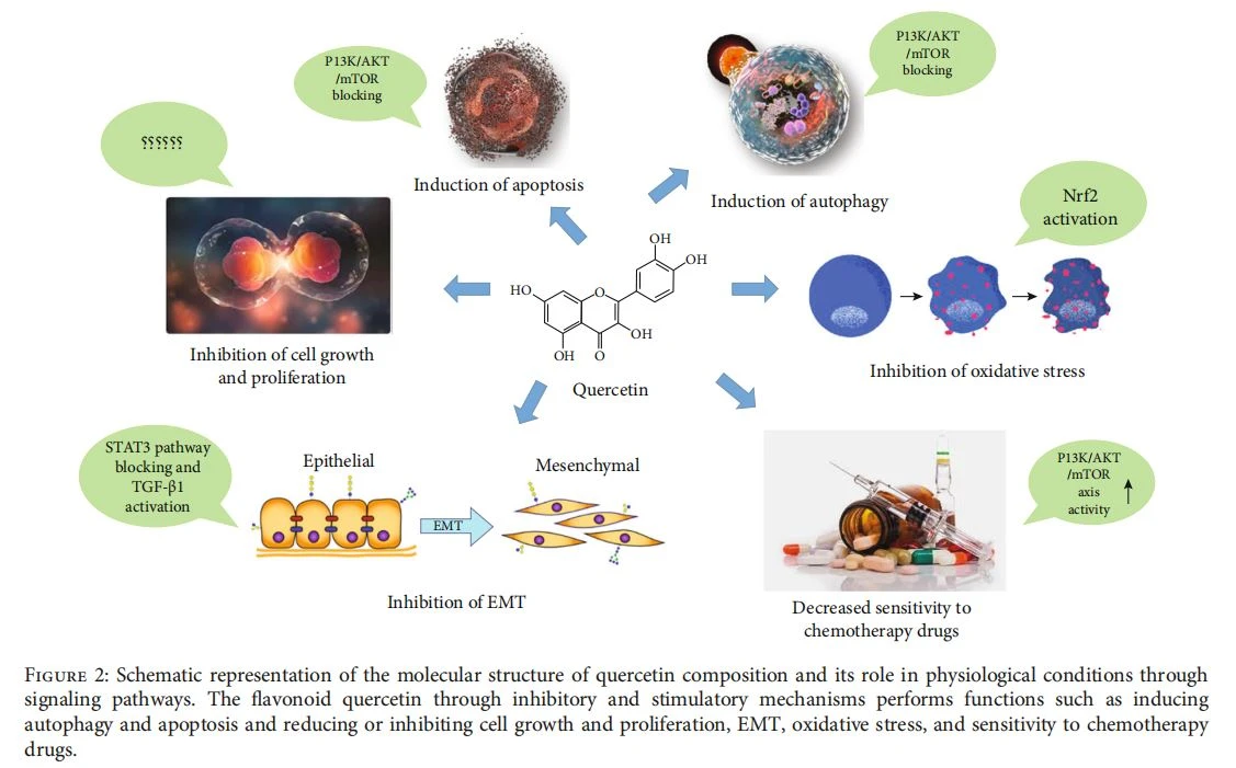 quercetin composition The flavonoid quercetin quercetin composition The flavonoid quercetin