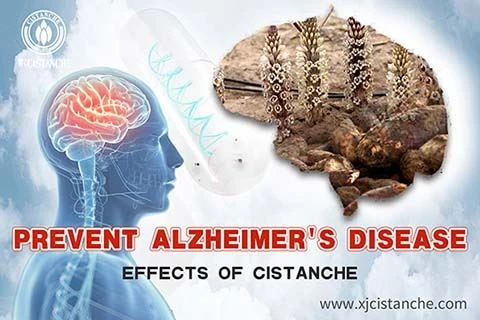 Cistanche tubulosa for Alzheimer's disease