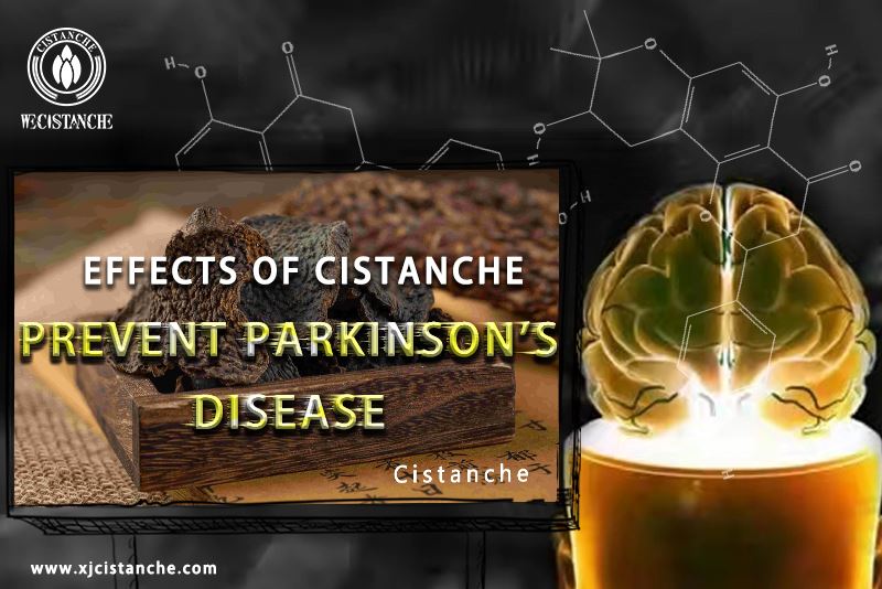 prevent parkinson's disease by eating cistanche prevent parkinson's disease by eating cistanche