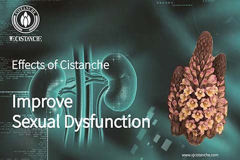 Cistanche can treat kidney disease (2)