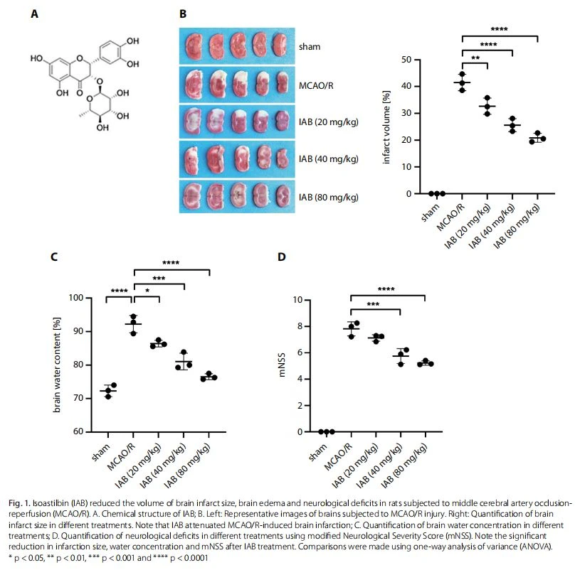  Isoastilbin (IAB) reduced the volume of brain infarct size, brain edema and neurological deficits in rats subjected to middle cerebral artery occlusionreperfusion (MCAO/R).