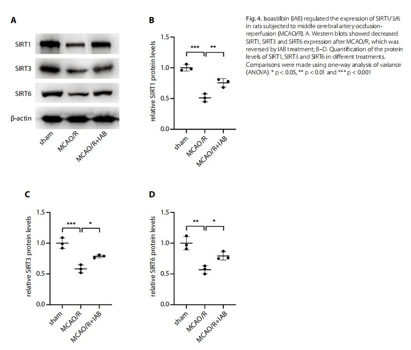  Isoastilbin (IAB) regulated the expression of SIRT1/3/6  in rats subjected to middle cerebral artery occlusionreperfusion (MCAO/R)