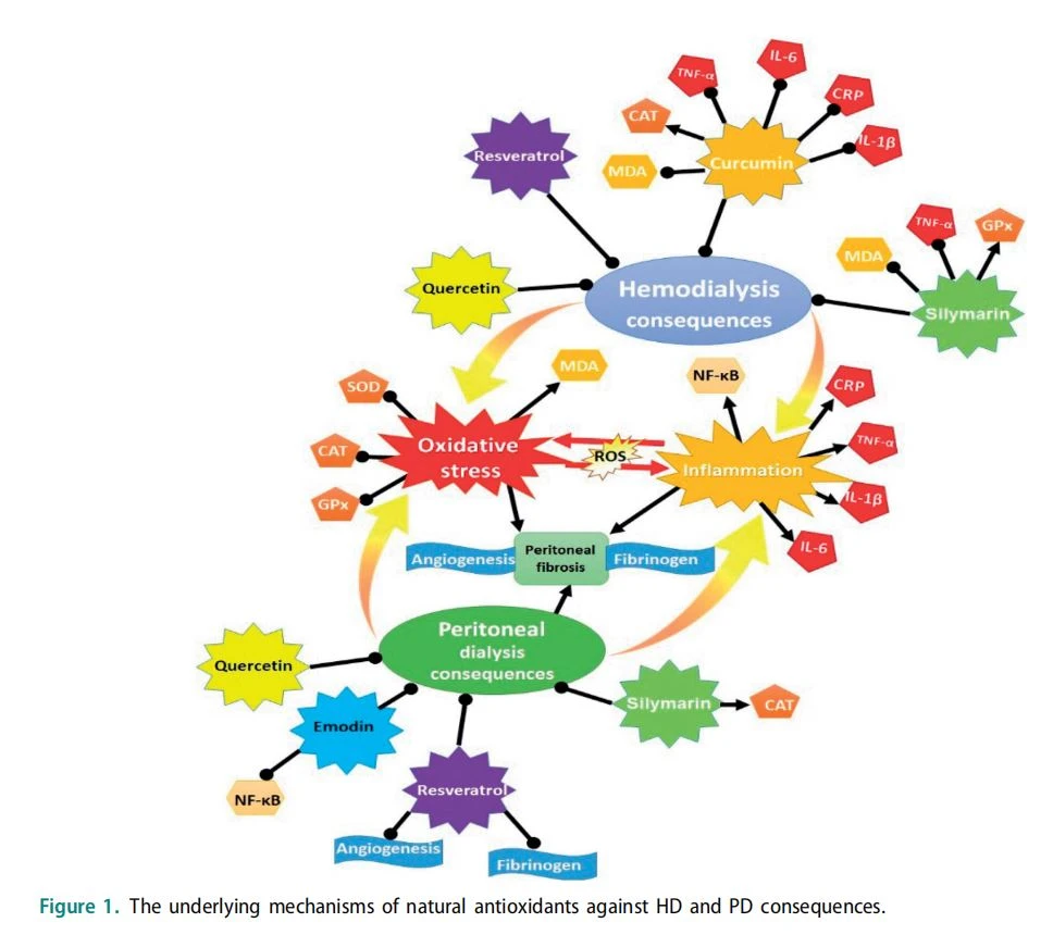 The underlying mechanisms of natural antioxidants against HD and PD consequences
