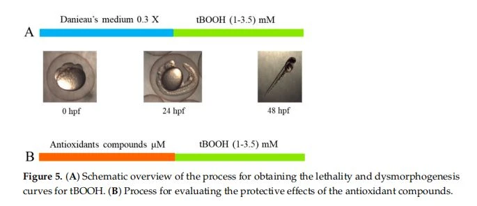 (A)Schematic overview of the process for obtaining thelethality and dysmorphogenesis curves for tBOOH.(B)Process for evaluating the protective effects of the antioxidant compounds.
(A)Schematic overview of the process for obtaining thelethality and dysmorphogenesis curves for tBOOH.(B)Process for evaluating the protective effects of the antioxidant compounds.