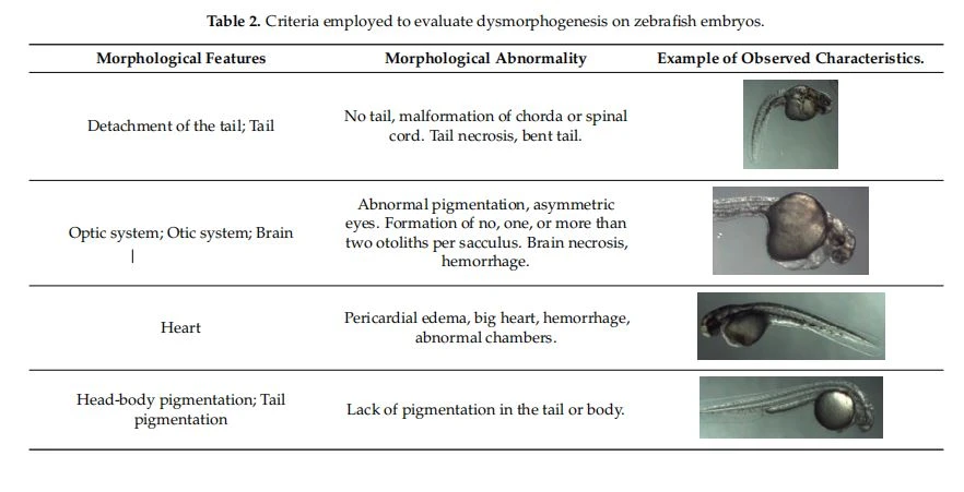 Criteria employed to evaluate dysmorphogenesis on zebrafish embryos Criteria employed to evaluate dysmorphogenesis on zebrafish embryos
