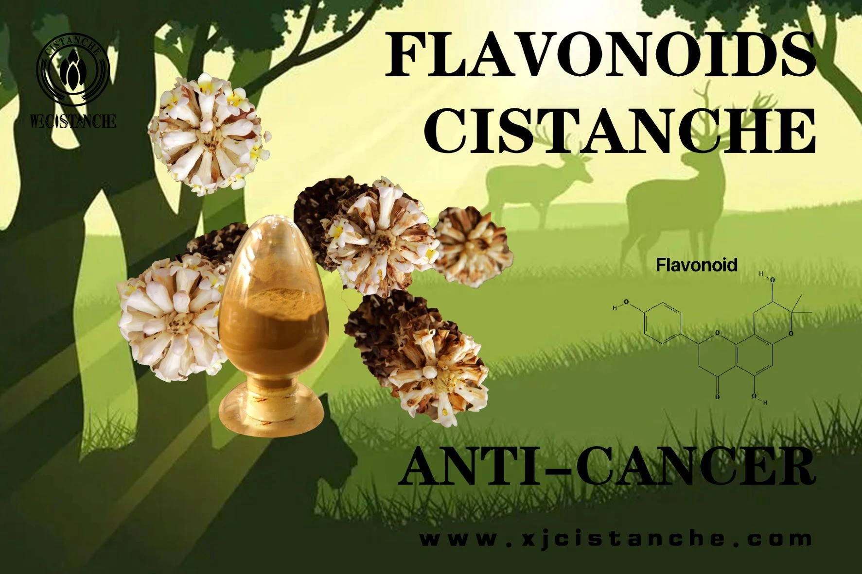 Flavonoids Cistanche for anti-cancer Flavonoids Cistanche for anti-cancer