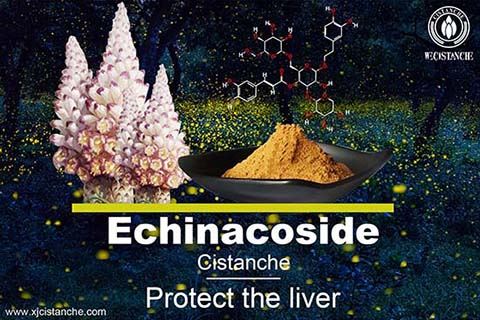 Echinacoside in cistanche (6)
