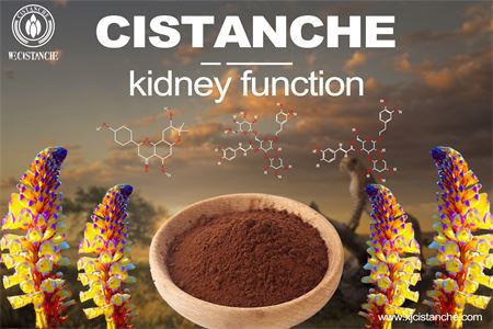 cistanche-kidney function-5(59)