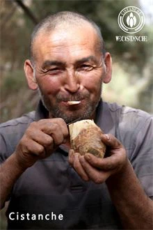 benefit of cistanche