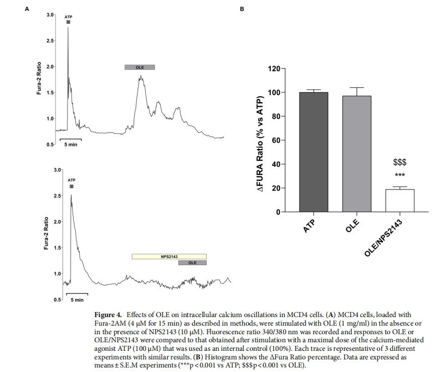 Efects of OLE on intracellular calcium oscillations in MCD4 cells. (A) MCD4 cells, loaded with Fura-2AM (4 μM for 15 min) as described in methods, were stimulated with OLE (1 mg/ml) in the absence or in the presence of NPS2143 (10 µM). Fluorescence ratio 340/380 nm was recorded and responses to OLE or OLE/NPS2143 were compared to that obtained afer stimulation with a maximal dose of the calcium-mediated agonist ATP (100 μM) that was used as an internal control (100%). Each trace is representative of 3 diferent experiments with similar results. (B) Histogram shows the ΔFura Ratio percentage. Data are expressed as means±S.E.M experiments (***p<0.001 vs ATP; $$$p<0.001 vs OLE). Efects of OLE on intracellular calcium oscillations in MCD4 cells. (A) MCD4 cells, loaded with Fura-2AM (4 μM for 15 min) as described in methods, were stimulated with OLE (1 mg/ml) in the absence or in the presence of NPS2143 (10 µM). Fluorescence ratio 340/380 nm was recorded and responses to OLE or OLE/NPS2143 were compared to that obtained afer stimulation with a maximal dose of the calcium-mediated agonist ATP (100 μM) that was used as an internal control (100%). Each trace is representative of 3 diferent experiments with similar results. (B) Histogram shows the ΔFura Ratio percentage. Data are expressed as means±S.E.M experiments (***p<0.001 vs ATP; $$$p<0.001 vs OLE).