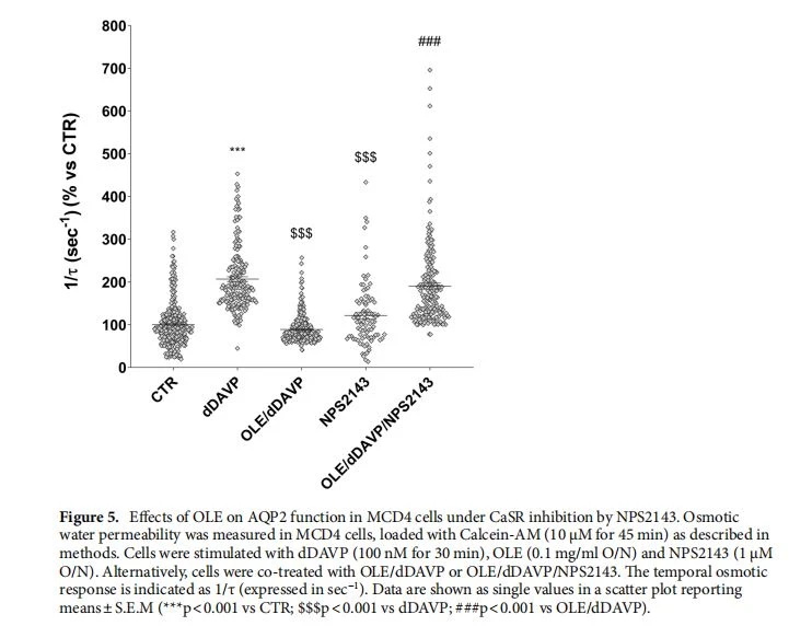 Efects of OLE on AQP2 function in MCD4 cells under CaSR inhibition by NPS2143. Osmotic water permeability was measured in MCD4 cells, loaded with Calcein-AM (10 μM for 45 min) as described in methods. Cells were stimulated with dDAVP (100 nM for 30 min), OLE (0.1 mg/ml O/N) and NPS2143 (1 µM O/N). Alternatively, cells were co-treated with OLE/dDAVP or OLE/dDAVP/NPS2143. Te temporal osmotic response is indicated as 1/τ (expressed in sec−1). Data are shown as single values in a scatter plot reporting means±S.E.M (***p<0.001 vs CTR; $$$p<0.001 vs dDAVP; ###p<0.001 vs OLE/dDAVP) Efects of OLE on AQP2 function in MCD4 cells under CaSR inhibition by NPS2143. Osmotic water permeability was measured in MCD4 cells, loaded with Calcein-AM (10 μM for 45 min) as described in methods. Cells were stimulated with dDAVP (100 nM for 30 min), OLE (0.1 mg/ml O/N) and NPS2143 (1 µM O/N). Alternatively, cells were co-treated with OLE/dDAVP or OLE/dDAVP/NPS2143. Te temporal osmotic response is indicated as 1/τ (expressed in sec−1). Data are shown as single values in a scatter plot reporting means±S.E.M (***p<0.001 vs CTR; $$$p<0.001 vs dDAVP; ###p<0.001 vs OLE/dDAVP)