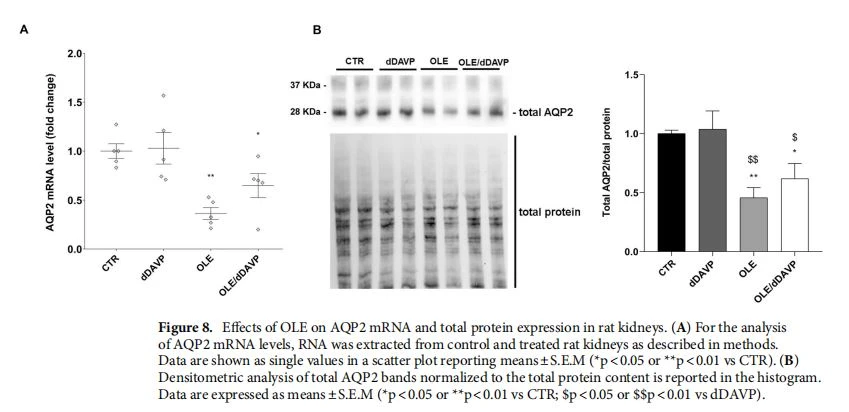 Efects of OLE on AQP2 mRNA and total protein expression in rat kidneys. (A) For the analysis of AQP2 mRNA levels, RNA was extracted from control and treated rat kidneys as described in methods. Data are shown as single values in a scatter plot reporting means±S.E.M (*p<0.05 or **p<0.01 vs CTR). (B) Densitometric analysis of total AQP2 bands normalized to the total protein content is reported in the histogram. Data are expressed as means±S.E.M (*p<0.05 or **p<0.01 vs CTR; $p<0.05 or $$p<0.01 vs dDAVP). Efects of OLE on AQP2 mRNA and total protein expression in rat kidneys. (A) For the analysis of AQP2 mRNA levels, RNA was extracted from control and treated rat kidneys as described in methods. Data are shown as single values in a scatter plot reporting means±S.E.M (*p<0.05 or **p<0.01 vs CTR). (B) Densitometric analysis of total AQP2 bands normalized to the total protein content is reported in the histogram. Data are expressed as means±S.E.M (*p<0.05 or **p<0.01 vs CTR; $p<0.05 or $$p<0.01 vs dDAVP).