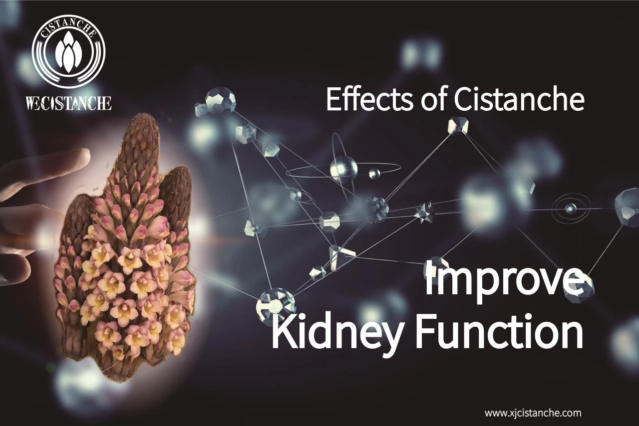 effects of cistanche:improve kidney function6 effects of cistanche:improve kidney function6