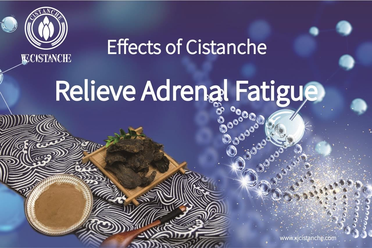 effects of cistanche:improve adrenal gland function2 effects of cistanche:improve adrenal gland function2