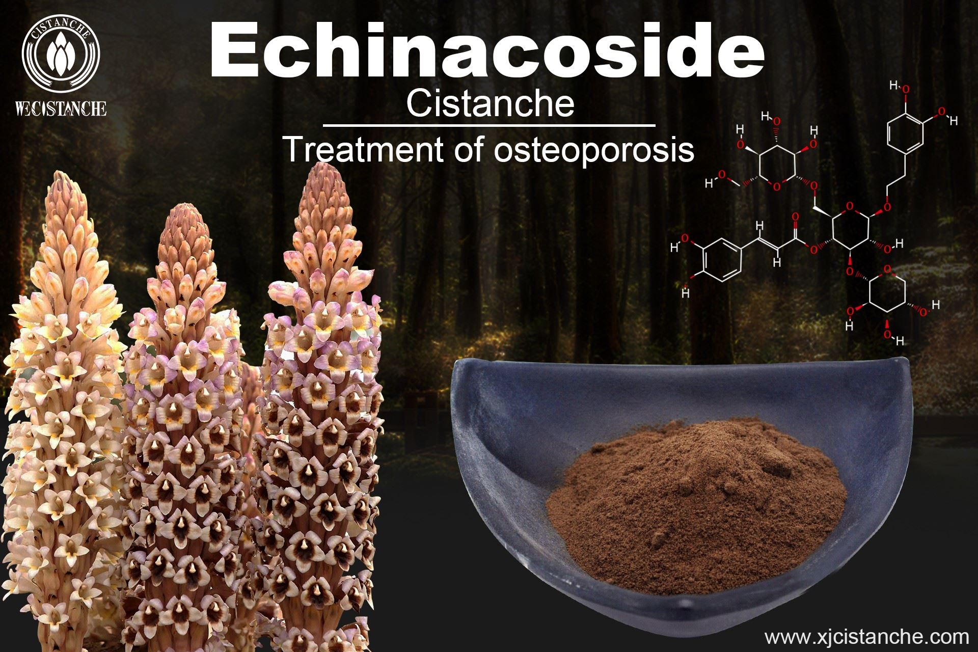 Echinacoside- Treat osteoporosis 1 Echinacoside- Treat osteoporosis 1