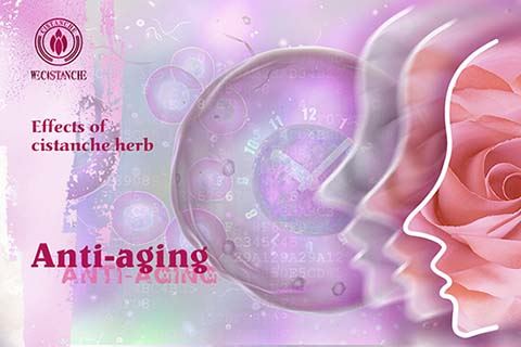 cistanche benefits study cistanche benefits study