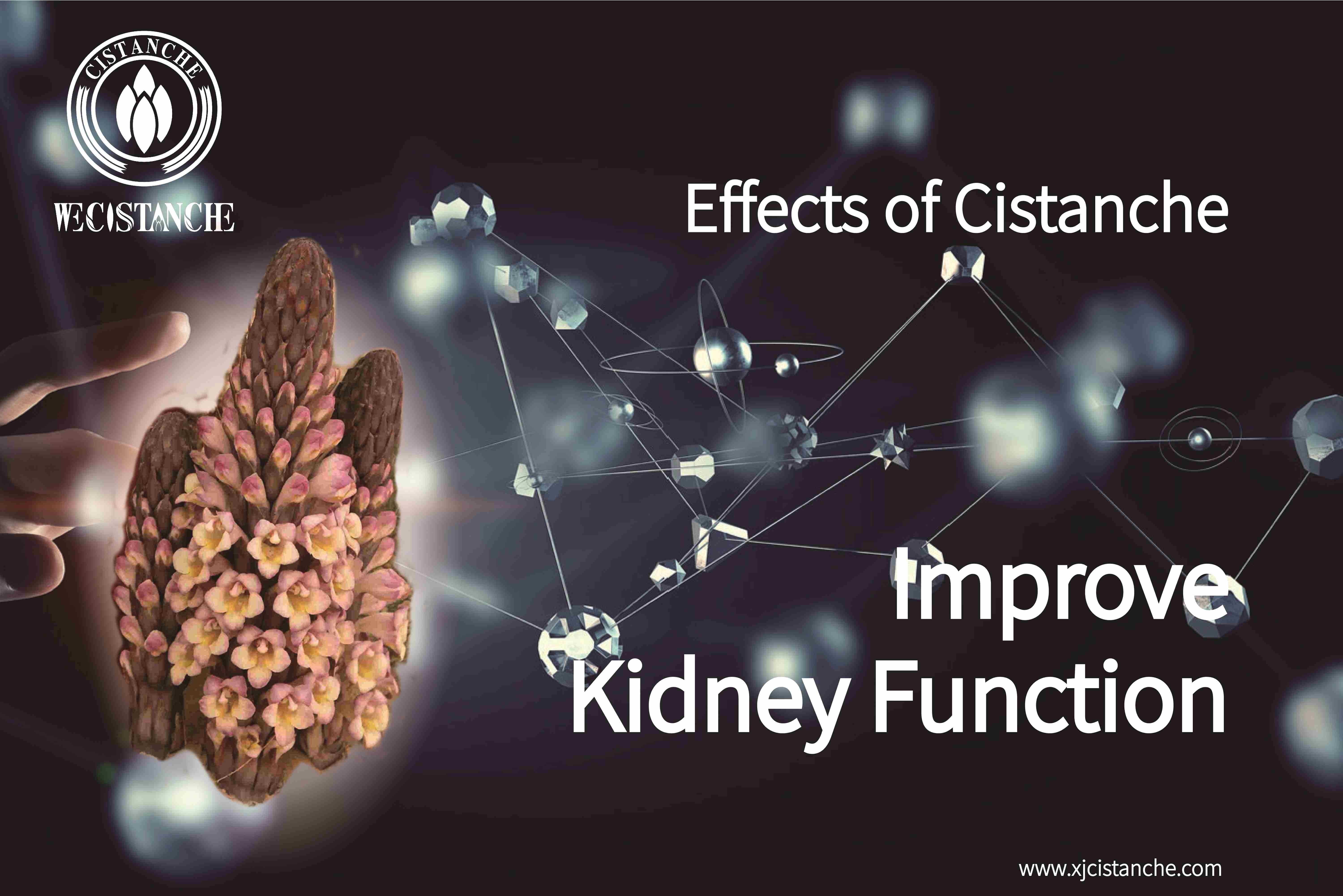 the best herb for kidney disease the best herb for kidney disease