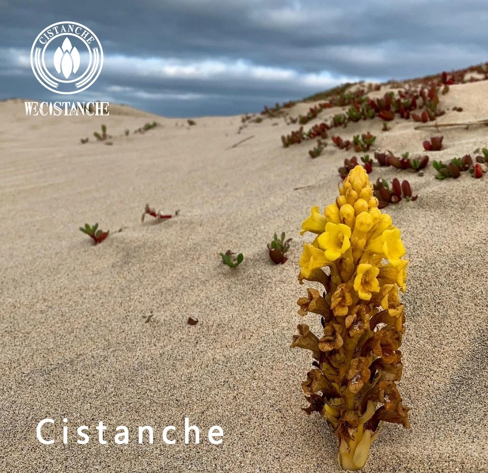 Cistanche deserticola Ma Cistanche deserticola Ma