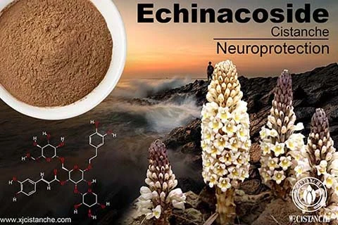 Echinacoside benefits in cistanche Echinacoside benefits in cistanche