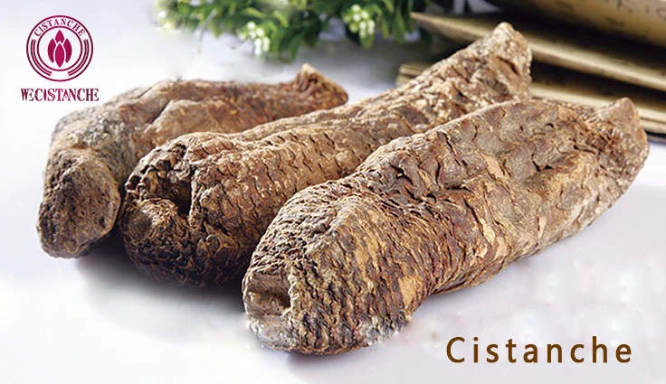 cistanches