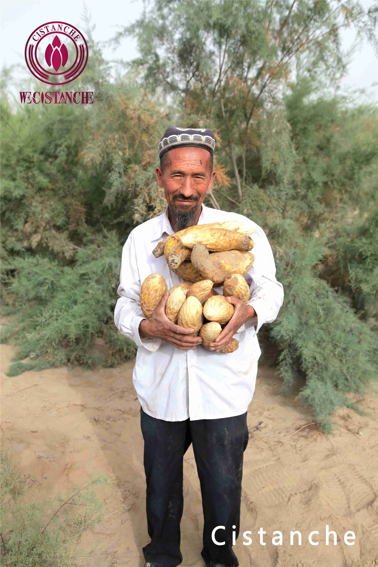 cistanche tubulosa benefits