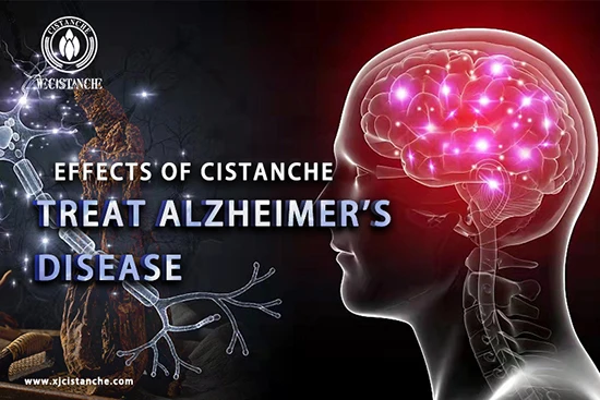 what does cistanche do—Improve memory what does cistanche do—Improve memory