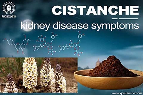 Cistanche for gout Cistanche for gout