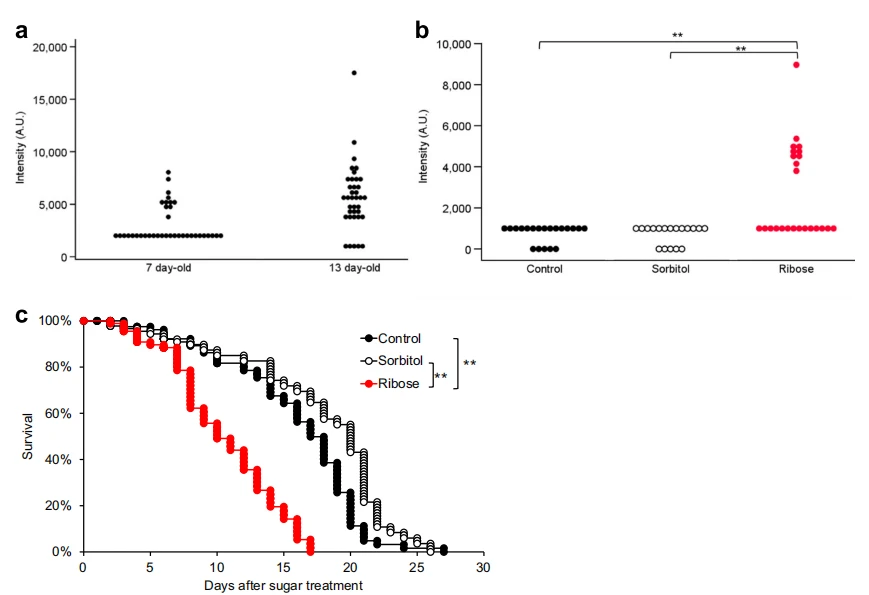 anti- senescence cistanche function anti- senescence cistanche function