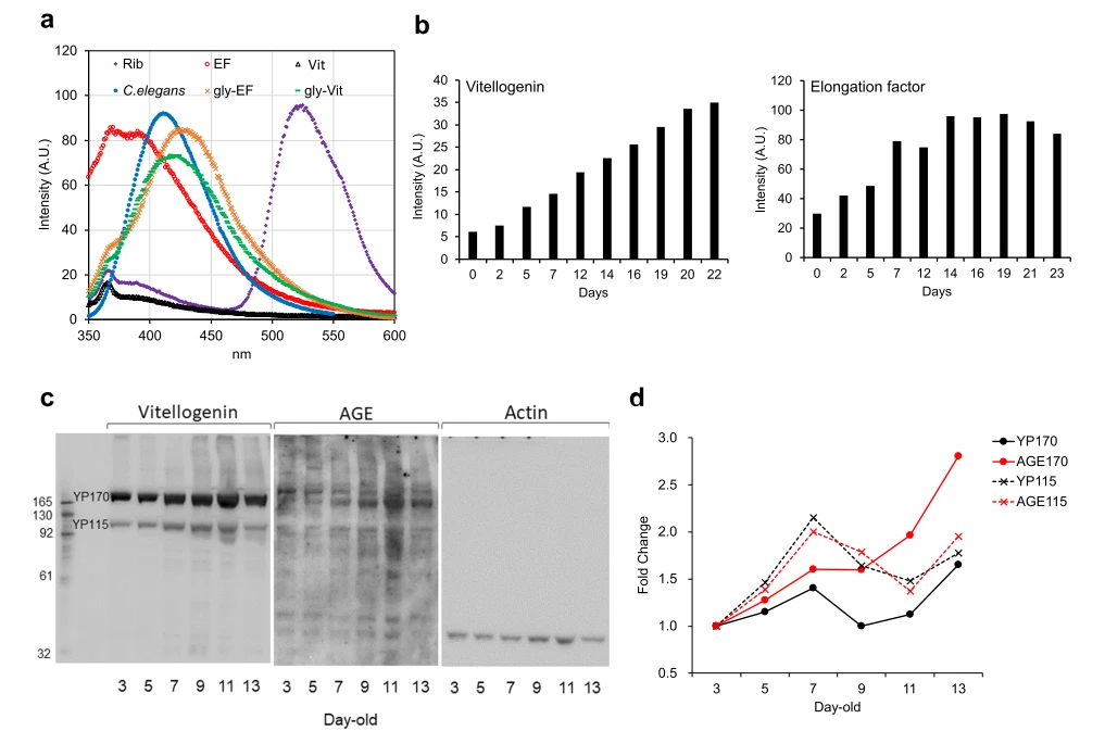 anti- senescence cistanche function anti- senescence cistanche function
