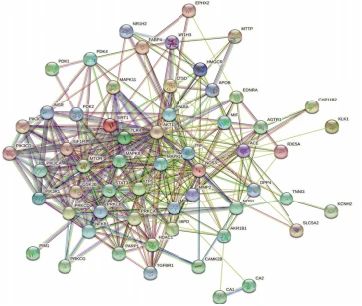 image Figure 3 PPl network of Cistanche deserticola and diabetes cardiomyopathy targets image Figure 3 PPl network of Cistanche deserticola and diabetes cardiomyopathy targets