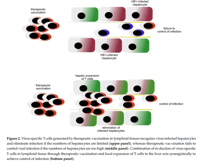 cistanche south africa