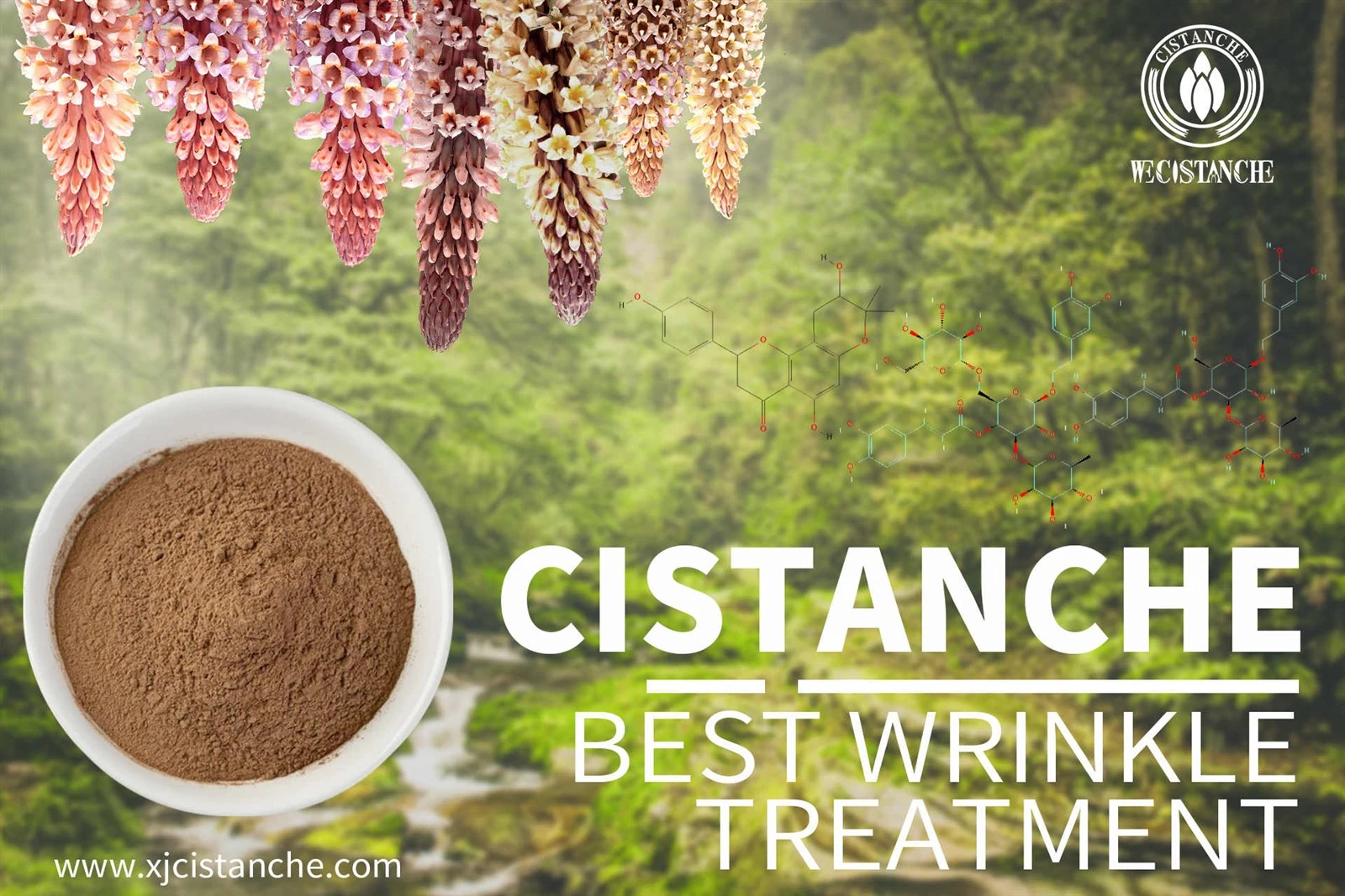 cistanche nedir cistanche nedir