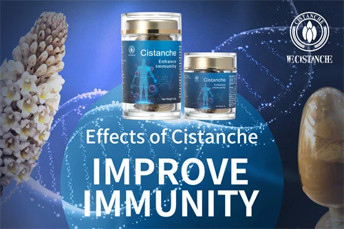 cistanche in store